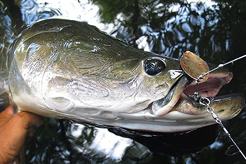 HUGE SPINNERBAIT_targetfish