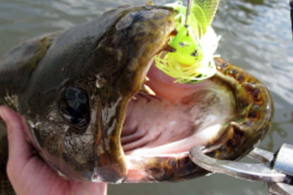 HUGE SPINNERBAIT_targetfish7