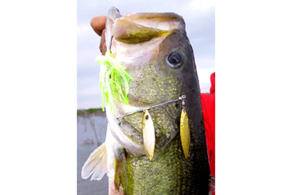 HUGE SPINNERBAIT_targetfish8