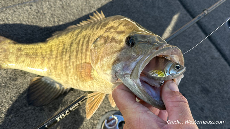 Cashing-in-on-the-Winter-Lipless-Bite_westernbass