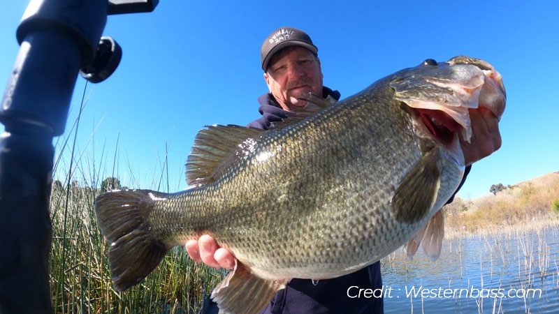 butch_brown_swimbaiter247-westernbass